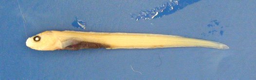 (Pachycara) Род ПАХИКАРЫ 24 вида